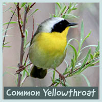 Common Yellowthroat